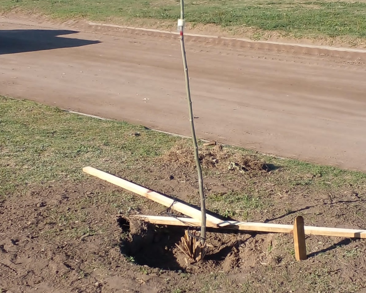 VANDALISMO EN EL ARBOLADO PÚBLICO EN LA AMPLIACIÓN URBANA Y EN EL PARQUE VILLEGAS
