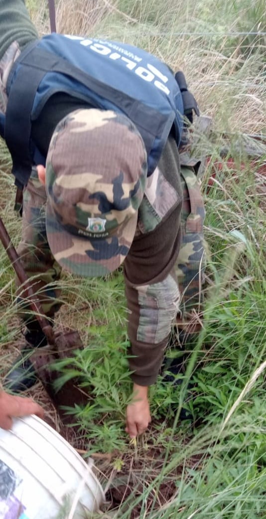 POLICIA RURAL LLEVO A CABO ALLANAMIENTO EN PRIMERA JUNTA POR DELITO DE AMENAZAS Y PROCEDIO AL SECUESTRO DE MAS DE 10 PLANTINES DE MARIHUANA