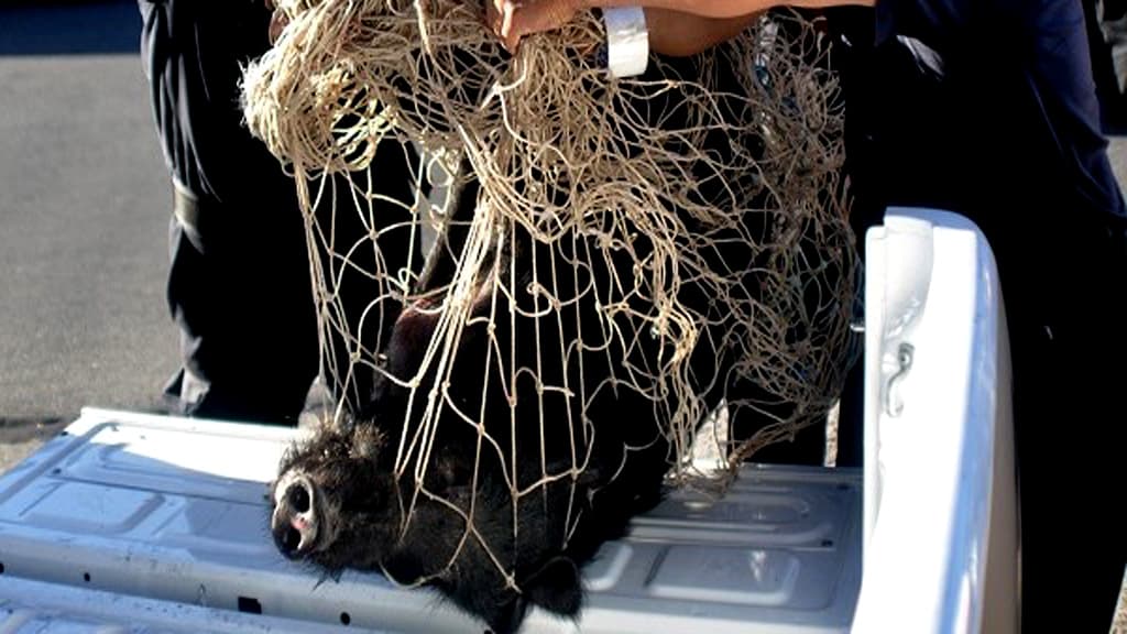 La policía recuperó un Chancho jabalí