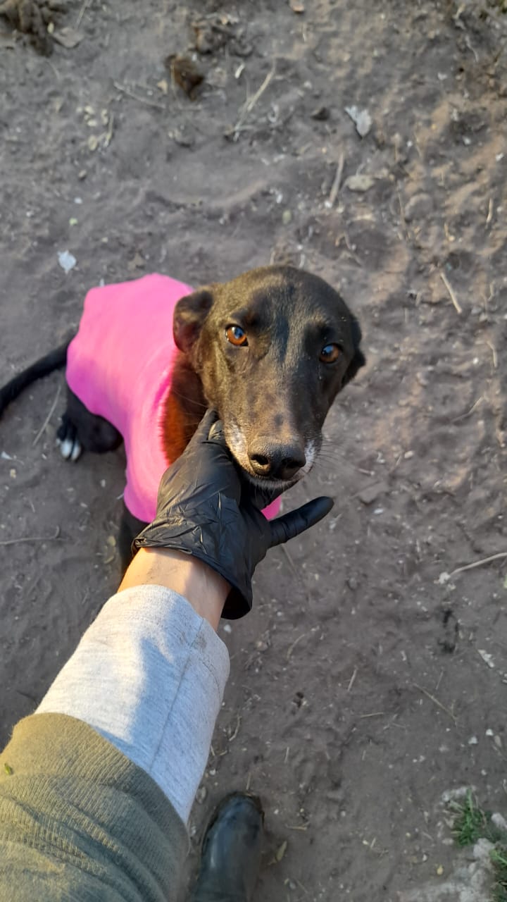 LA MUNICIPALIDAD SE ENCUENTRA FOMENTANDO JUNTO A APPA LA ADOPCIÓN RESPONSABLE DE “CACHORRONES”