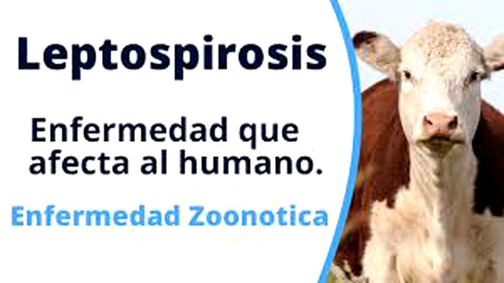 ¿Cuál es el impacto de la leptospirosis en humanos y cómo prevenirla?