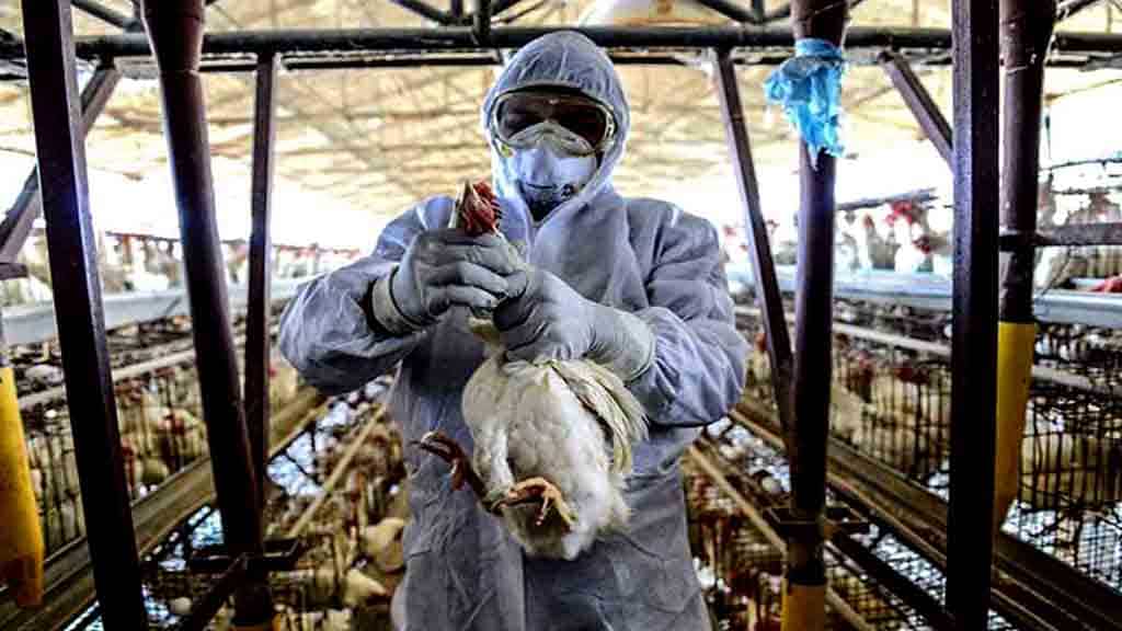 Precaución se confirmó el primer caso positivo de influenza aviar en La Pampa