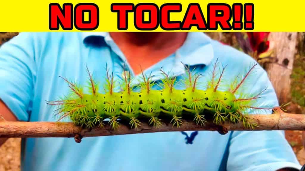 Orugas encontradas  causan envenenamientos fatales en humanos