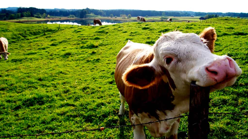 Trenel: SENASA Confirma caso de carbunclo