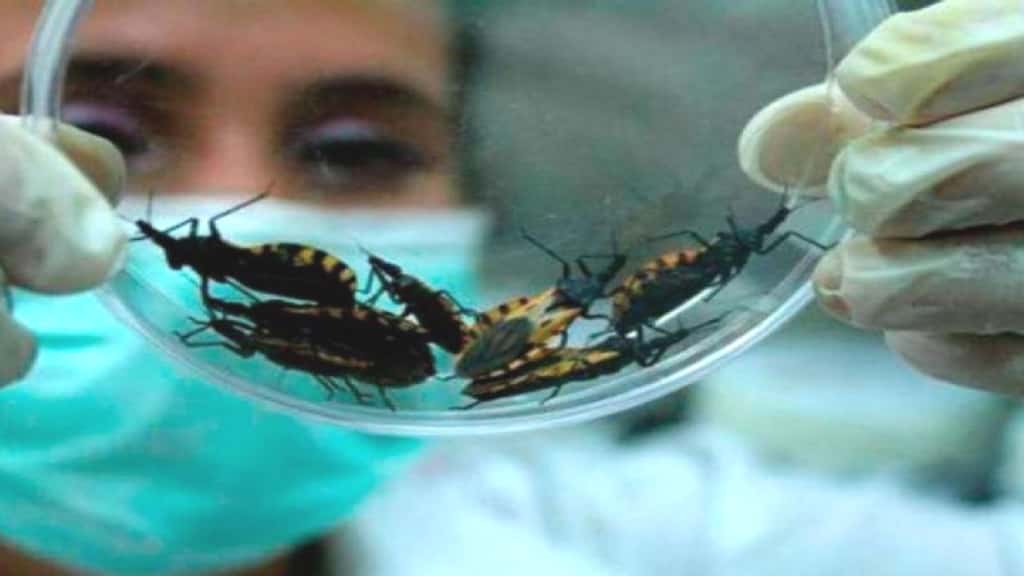 El Chagas se puede prevenir, tratar y controlar si se diagnostica a tiempo