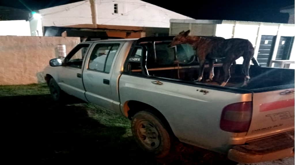 Detienen a un masculino que habría sustraído un perro galgo