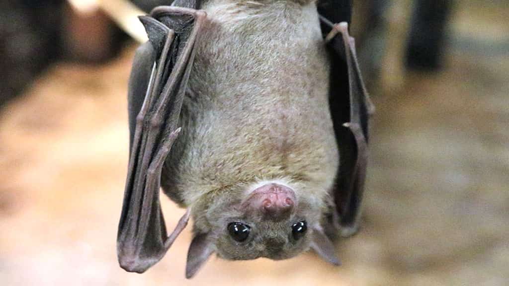 Lo que Faltaba en Gral. Pico: Confirmaron la aparición de un murciélago con rabia