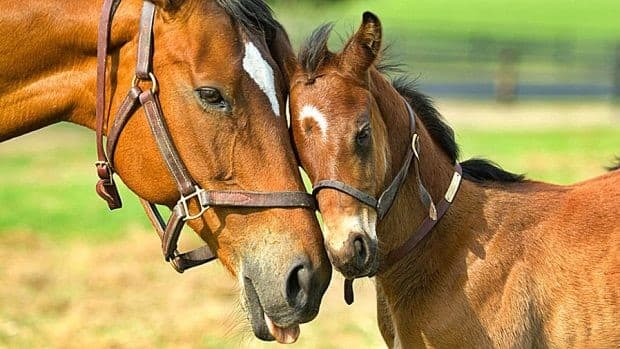 EL BIENESTAR DE VUESTROS CABALLOS