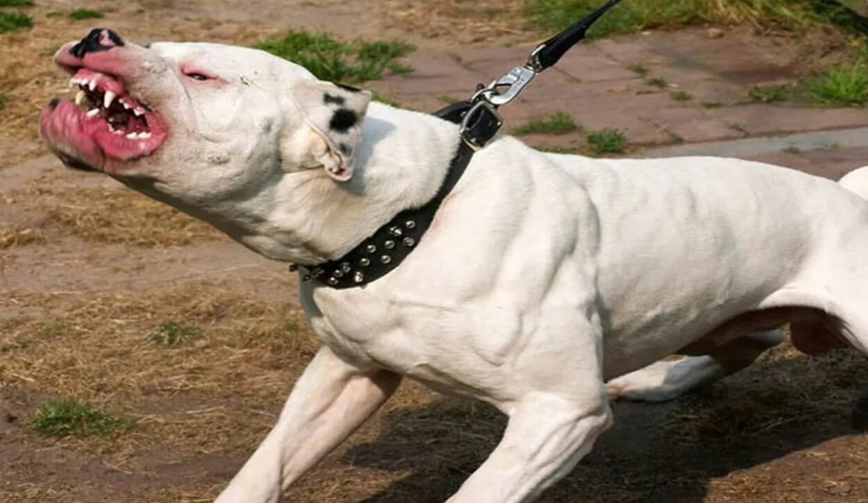 Horror en la ciudad capital de Santa Rosa Un Pitbull ataco a su dueña