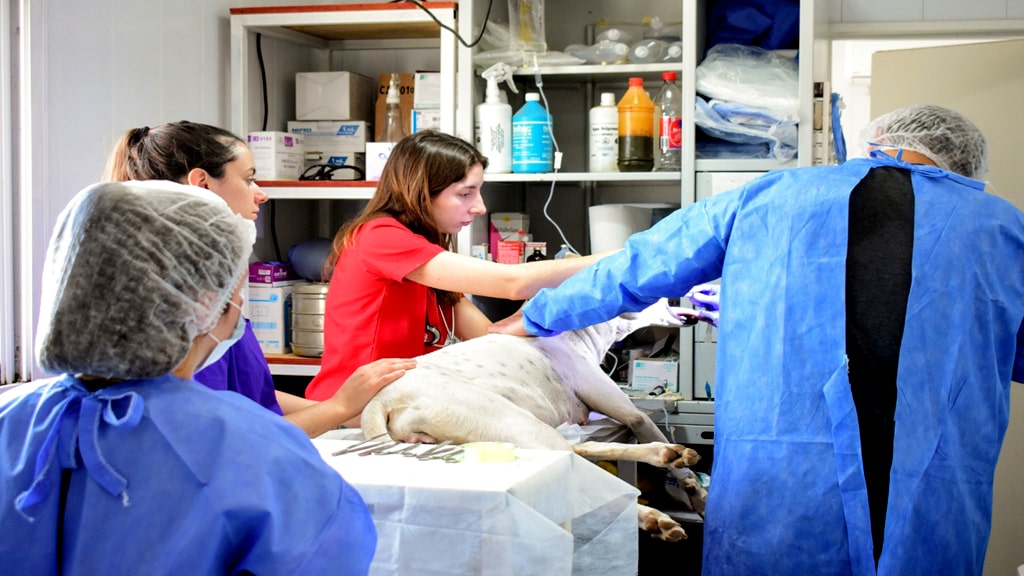 LAS CASTRACIONES GRATUITAS DEL MUNICIPIO CONTINÚAN DURANTE EL VERANO