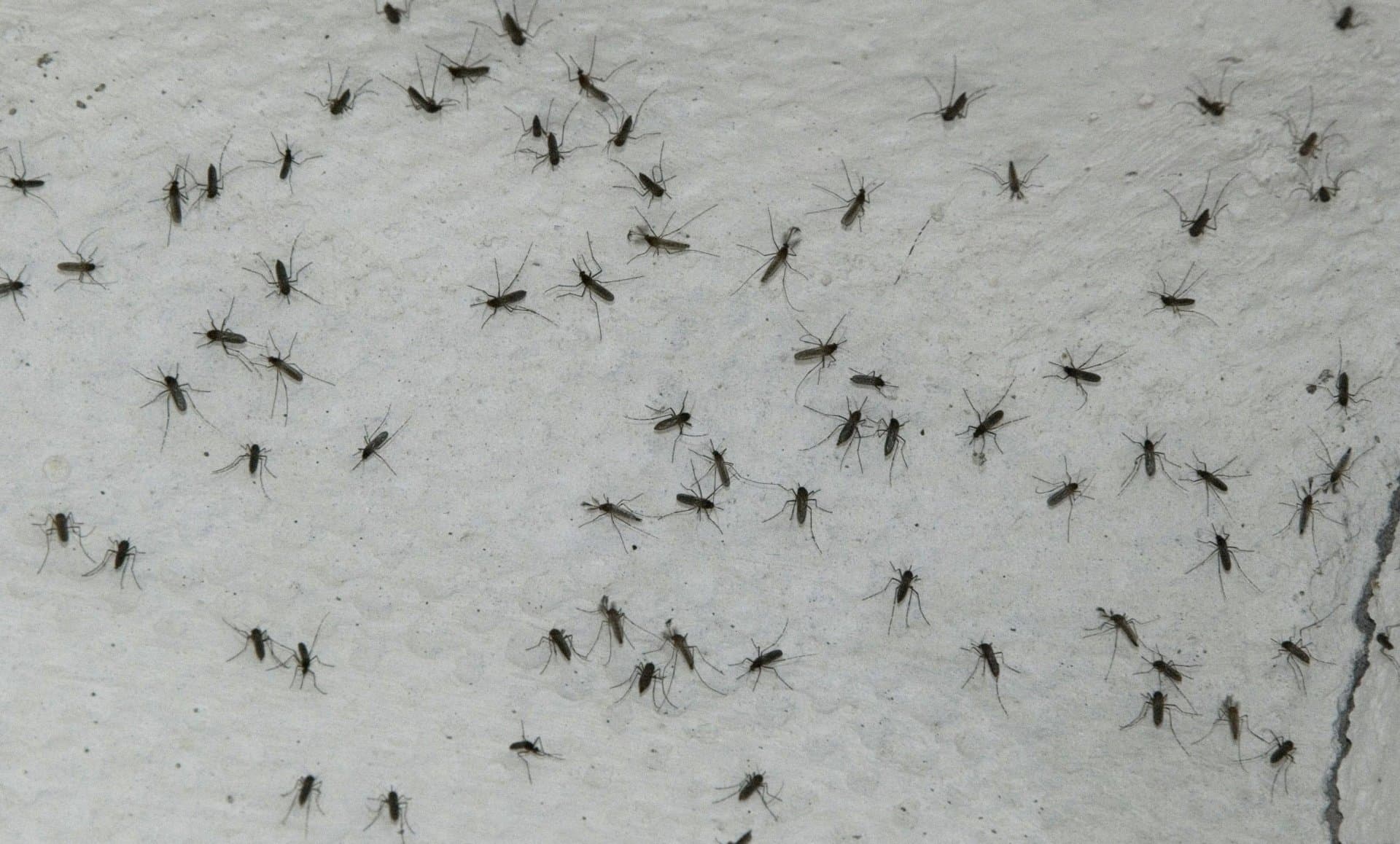 Invasión de mosquitos: Esta especie se mueve en colonia y es más agresiva a la hora de picar