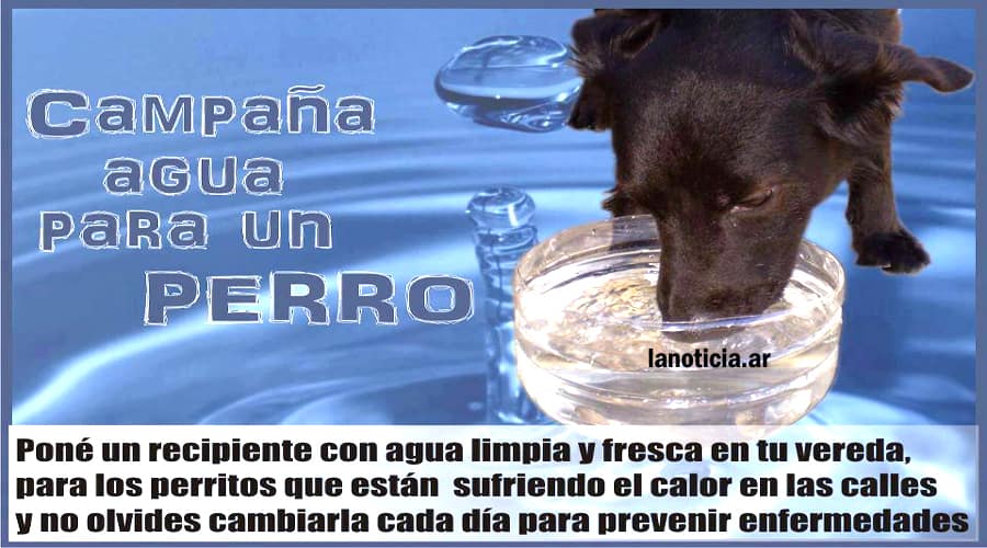 Un Llamado a la Solidaridad: Protegiendo a Nuestros Animales del Calor Extremo
